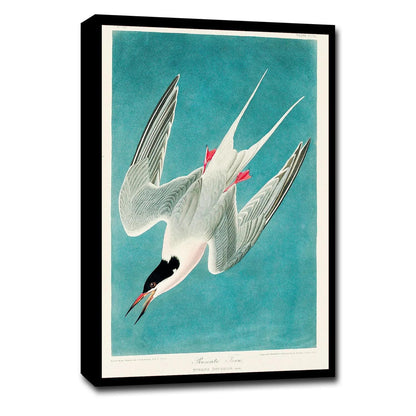 Roseate Tern by John J. Audubon