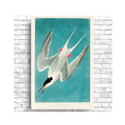 Roseate Tern by John J. Audubon