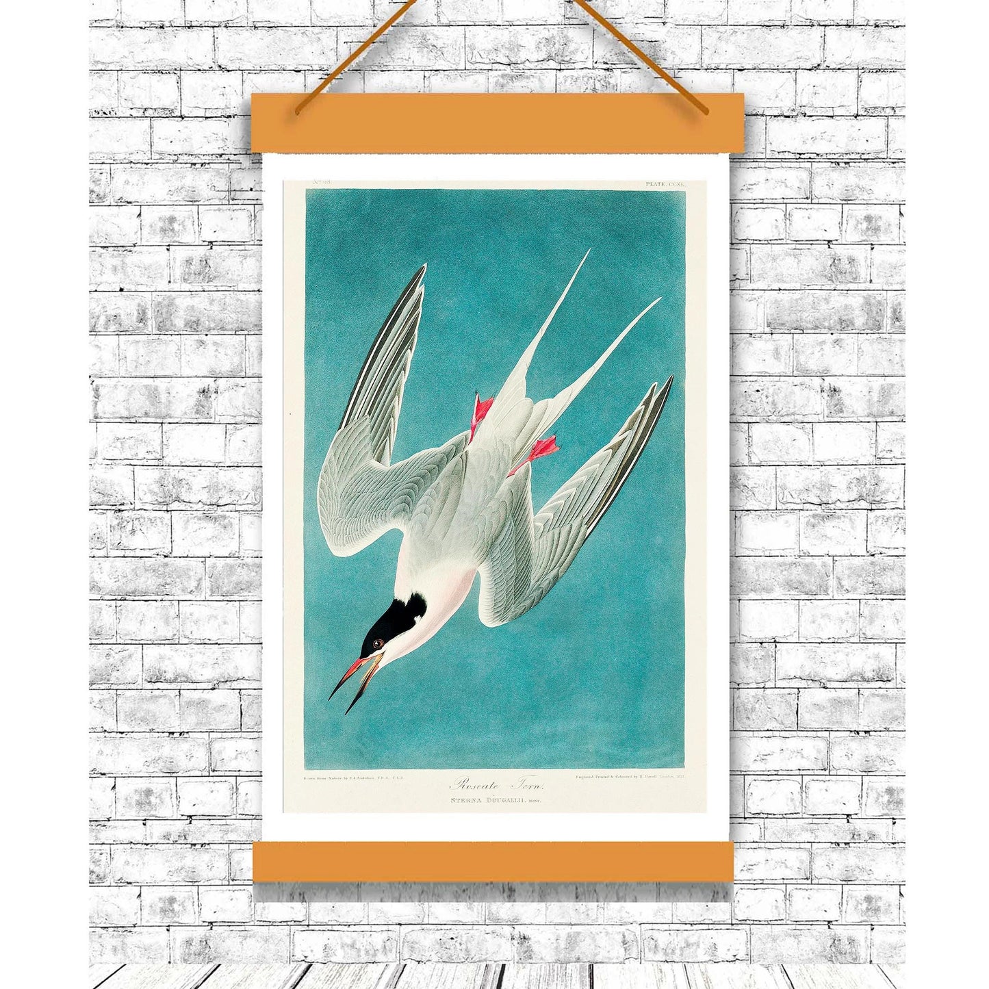 Roseate Tern by John J. Audubon