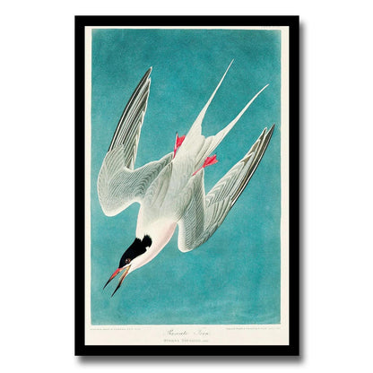 Roseate Tern by John J. Audubon