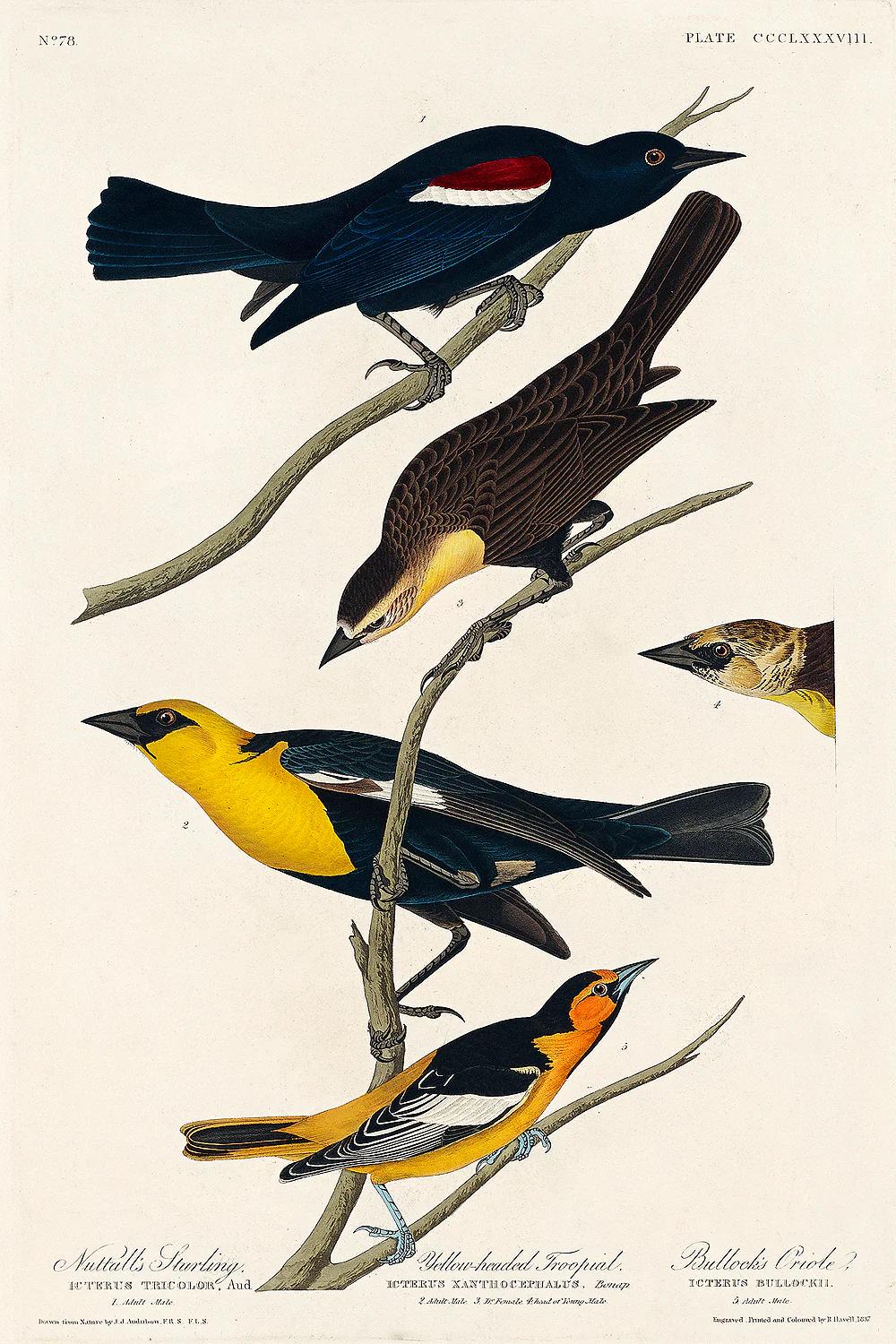 Nuttall's Starling More by John J. Audubon