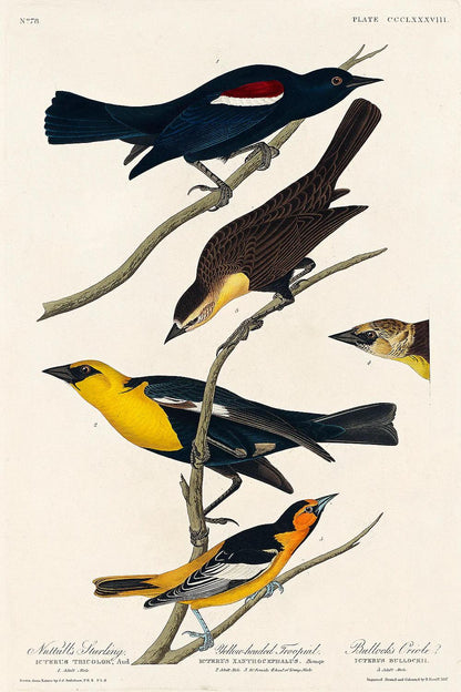 Nuttall's Starling More by John J. Audubon