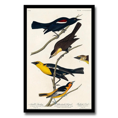 Nuttall's Starling More by John J. Audubon