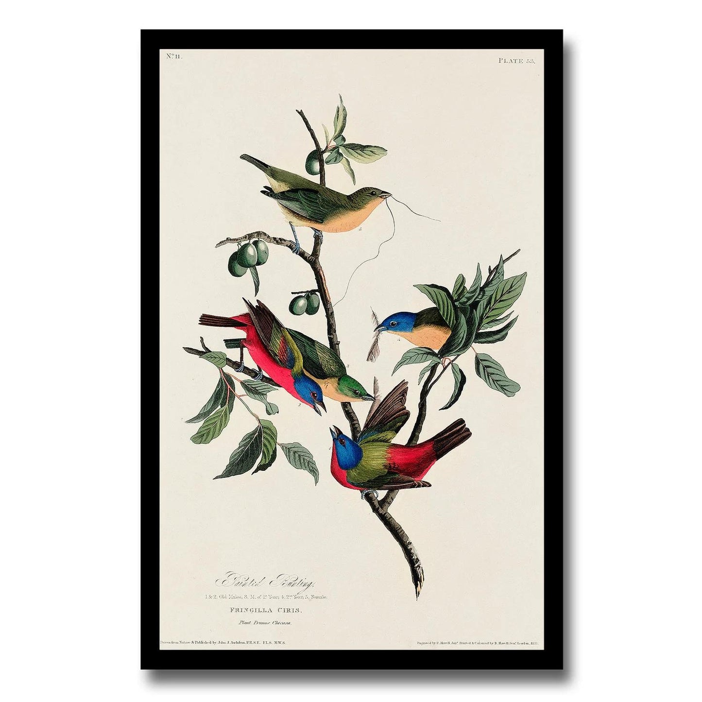 Painted Finch by John J. Audubon