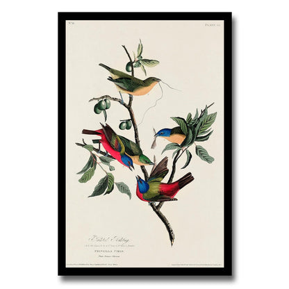 Painted Finch by John J. Audubon