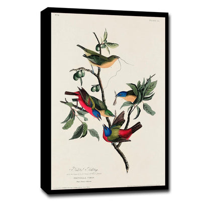 Painted Finch by John J. Audubon