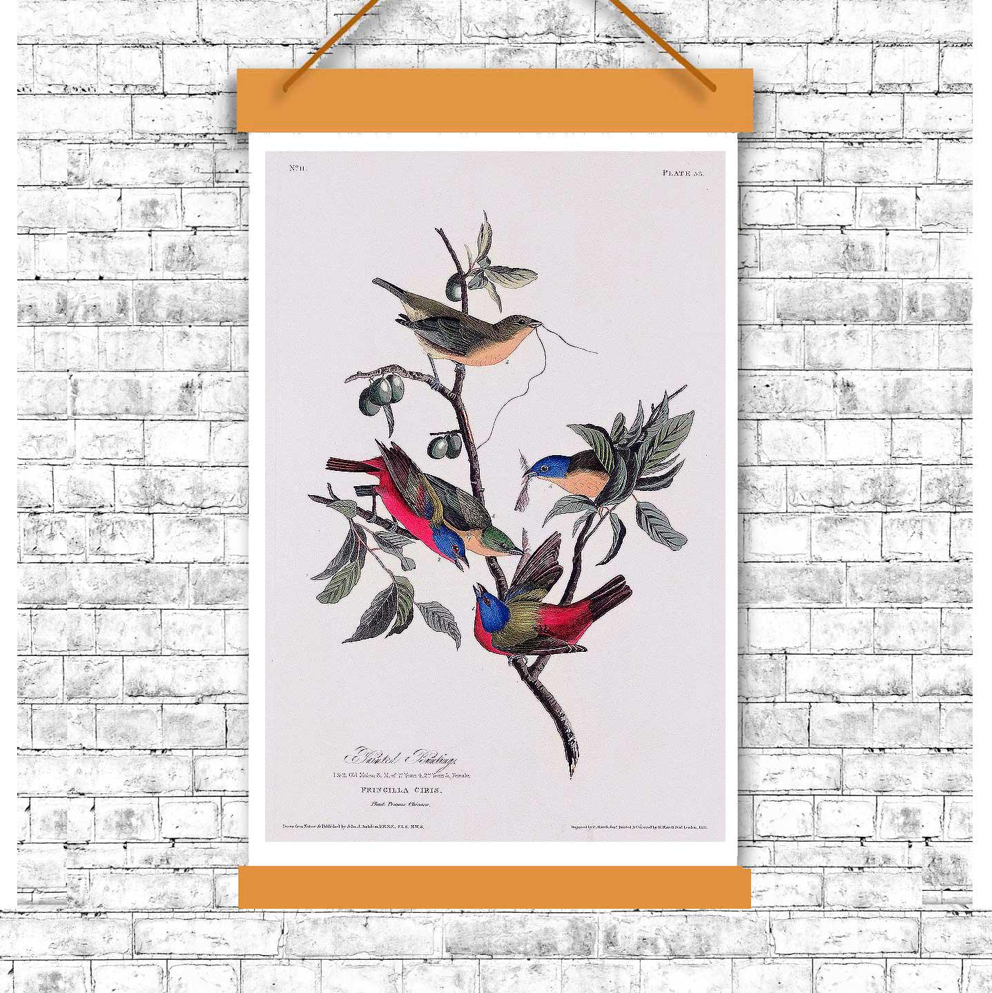 Painted Finch by John J. Audubon