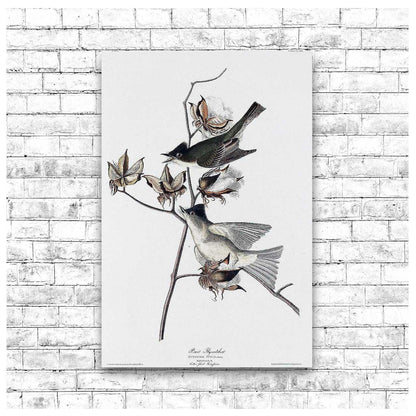 Pewit Flycatcher by John J. Audubon