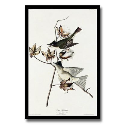 Pewit Flycatcher by John J. Audubon