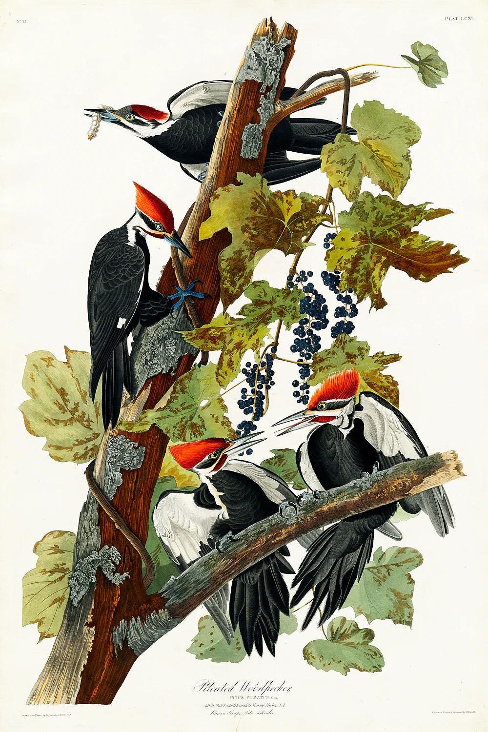 Pileated Woodpecker by John J. Audubon
