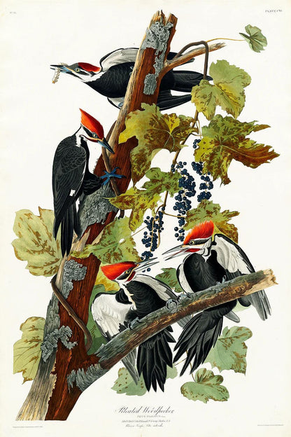 Pileated Woodpecker by John J. Audubon