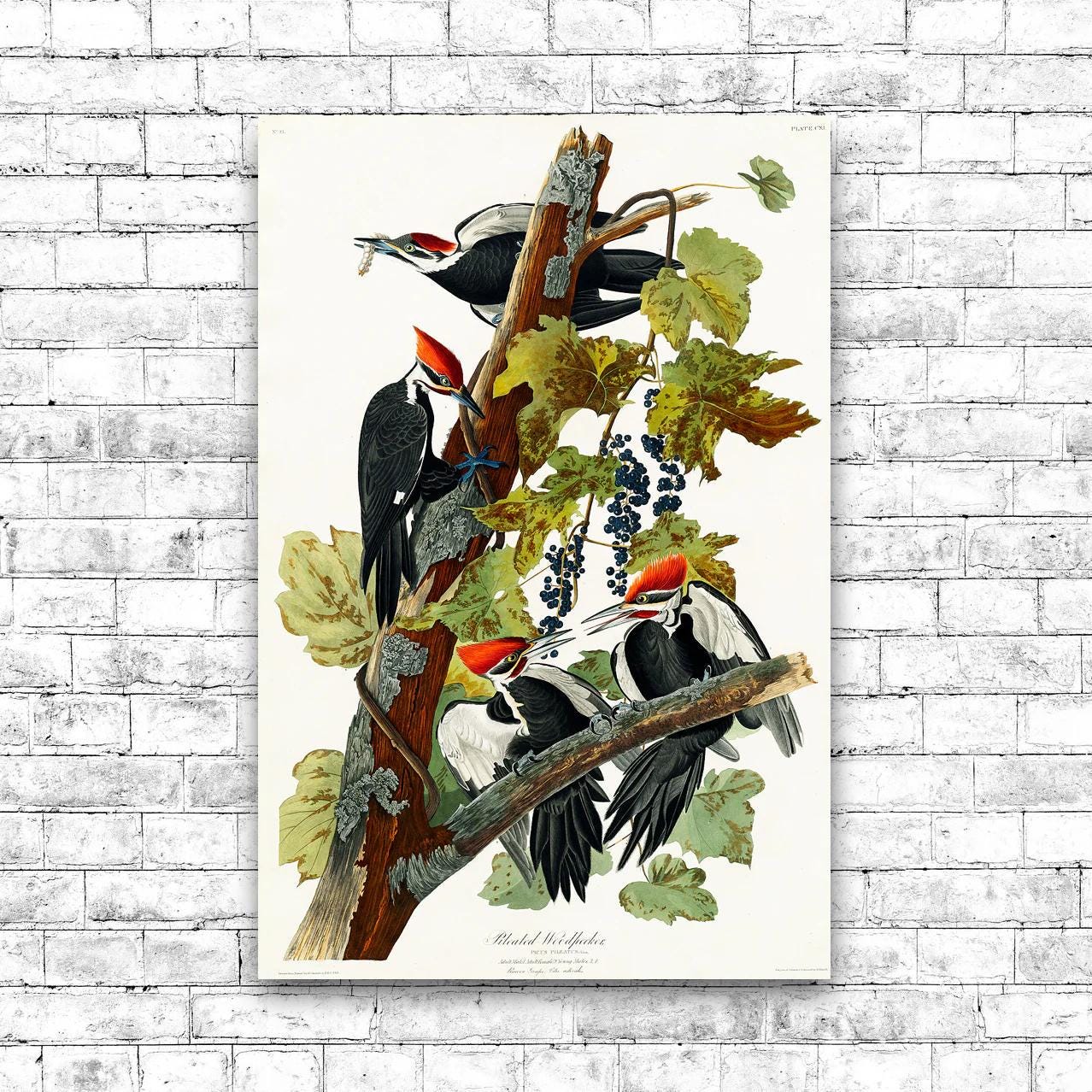 Pileated Woodpecker by John J. Audubon