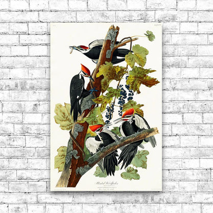 Pileated Woodpecker by John J. Audubon