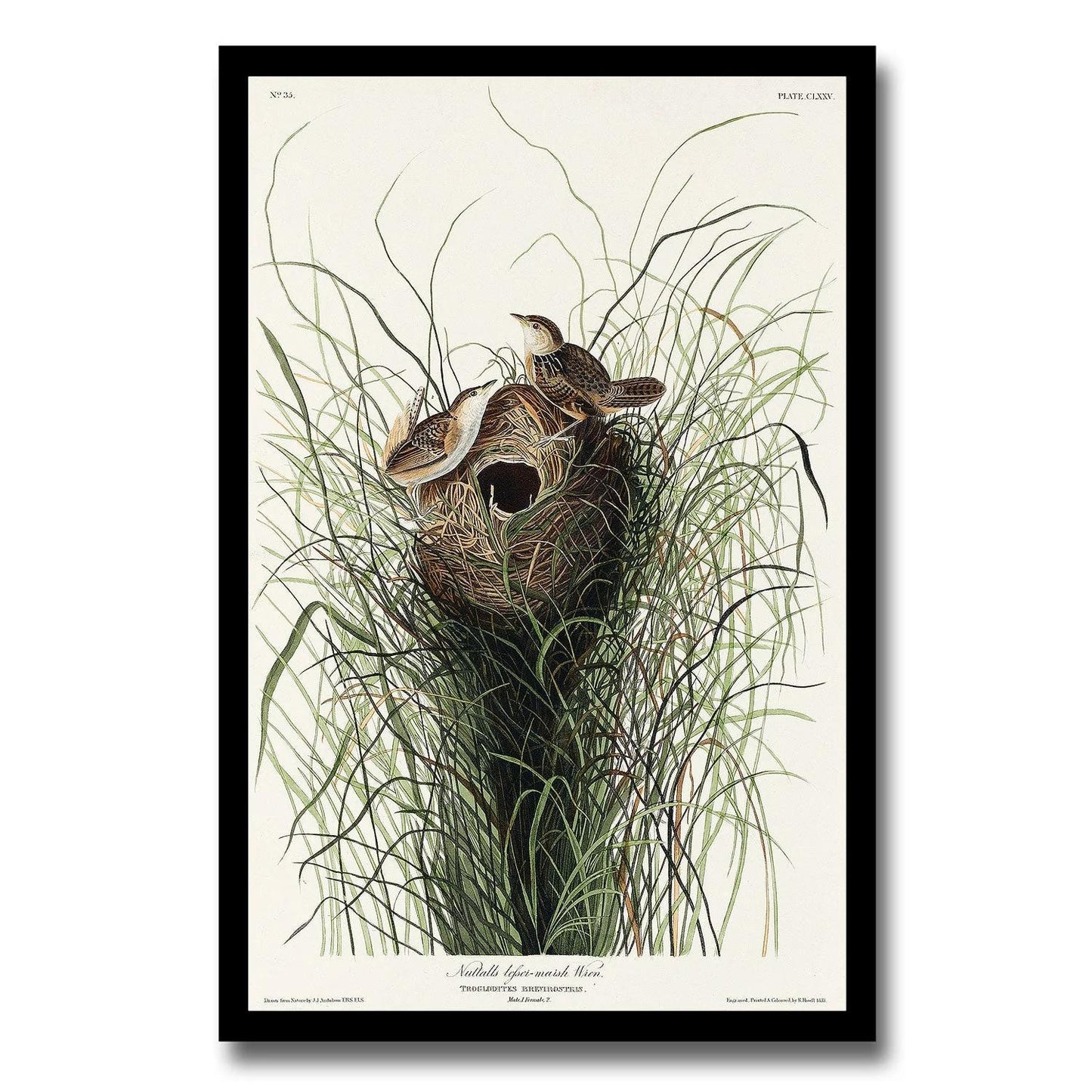 Nuttall's lesser-marsh Wren by John J. Audubon