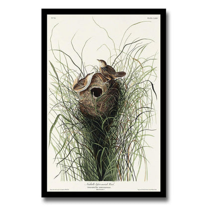 Nuttall's lesser-marsh Wren by John J. Audubon