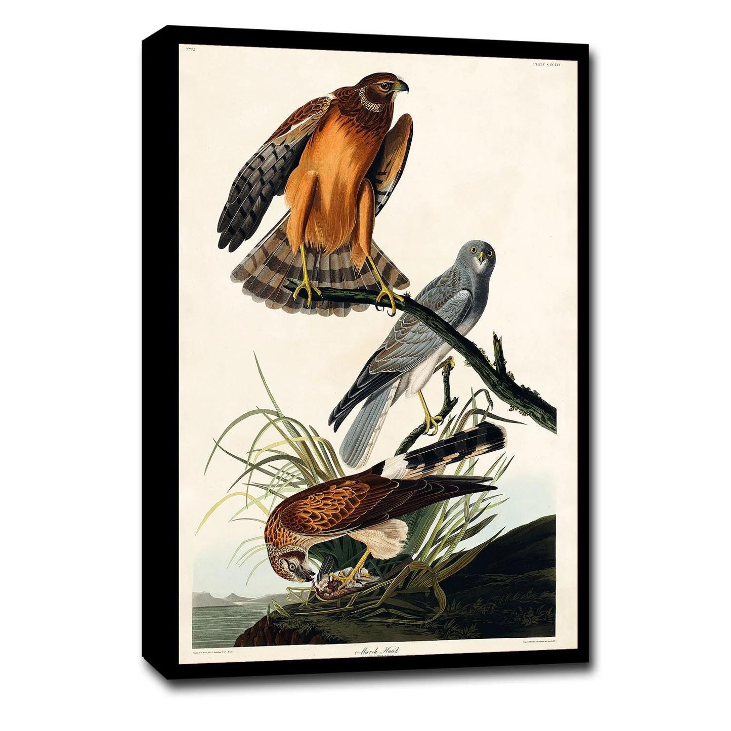 Marsh Hawk by John J. Audubon