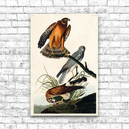 Marsh Hawk by John J. Audubon