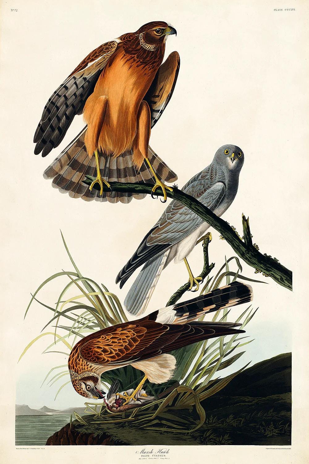 Marsh Hawk by John J. Audubon
