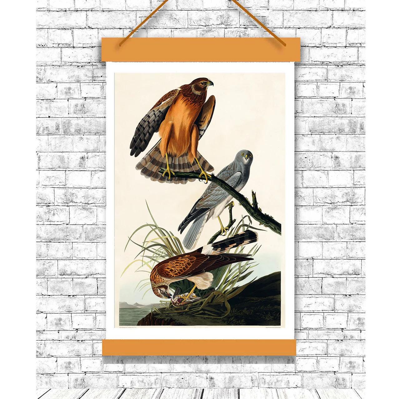 Marsh Hawk by John J. Audubon