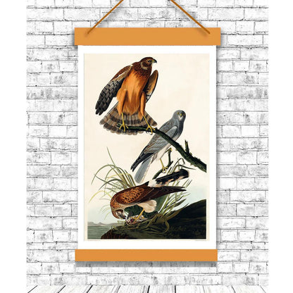Marsh Hawk by John J. Audubon