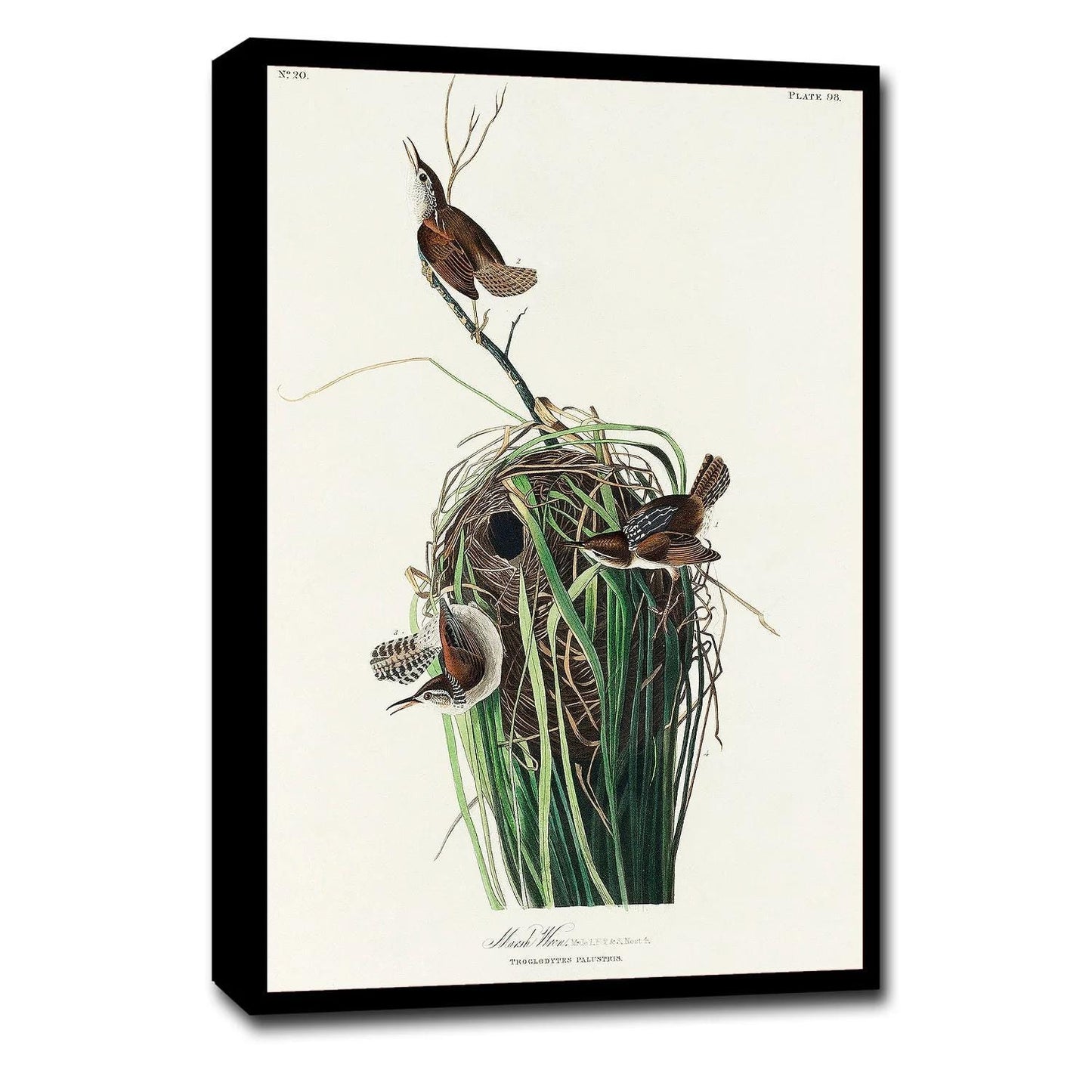 Marsh-Wren by John J. Audubon