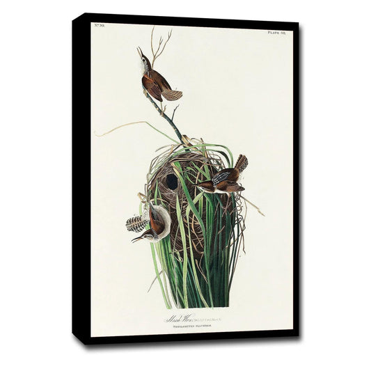 Marsh-Wren by John J. Audubon