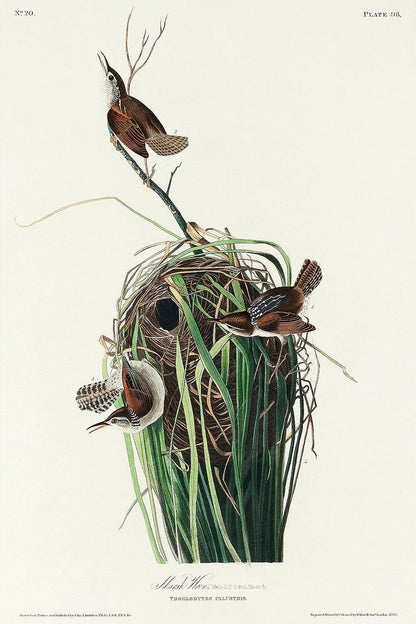 Marsh-Wren by John J. Audubon
