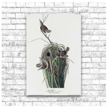 Marsh-Wren by John J. Audubon