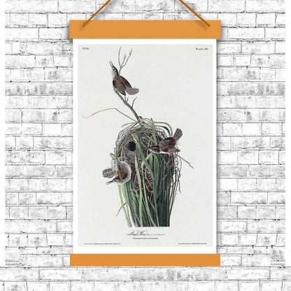 Marsh-Wren by John J. Audubon