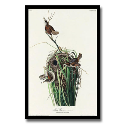 Marsh-Wren by John J. Audubon