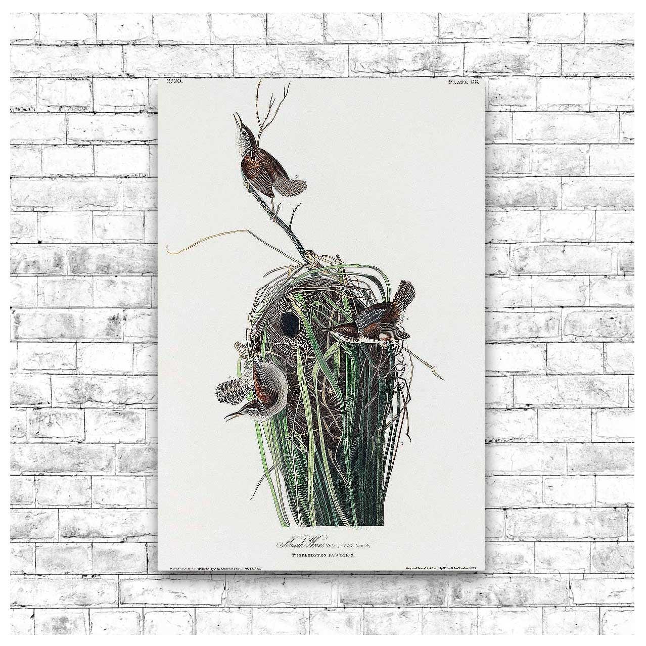 Marsh-Wren by John J. Audubon