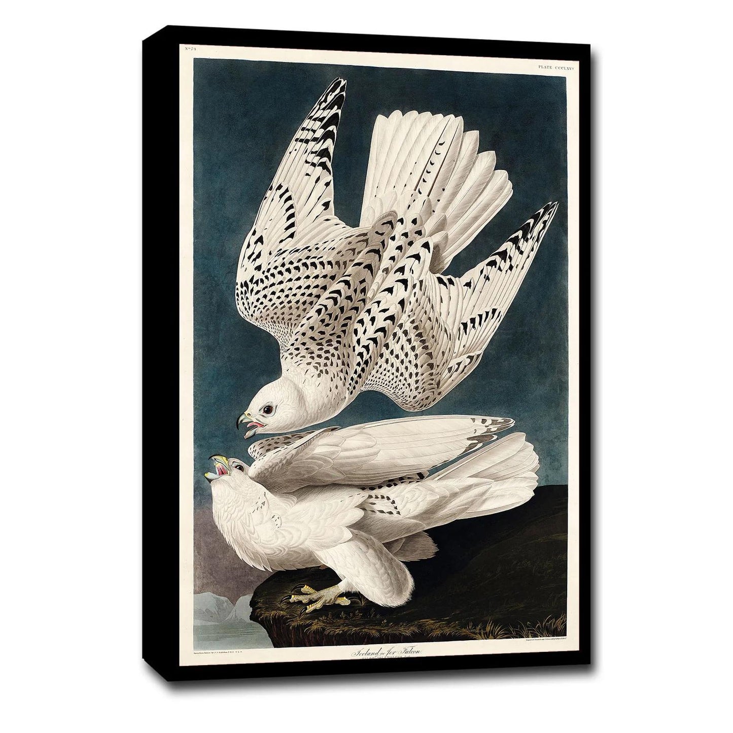 Iceland or Jer Falcon by John J. Audubon