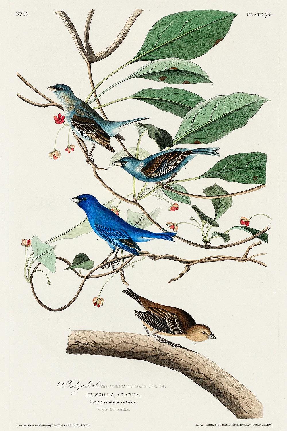 Indigo Bird by John J. Audubon