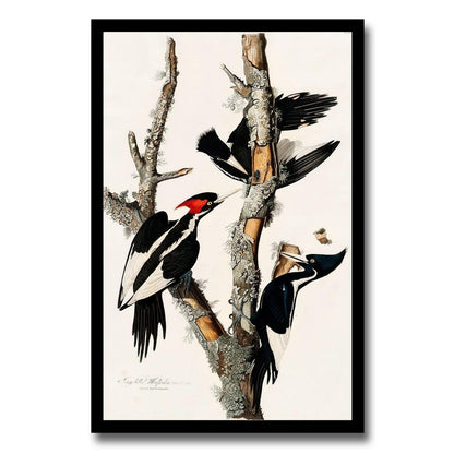 Ivory-billed Woodpecker by John J. Audubon