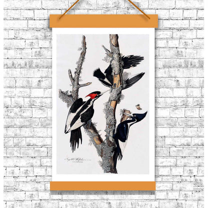 Ivory-billed Woodpecker by John J. Audubon