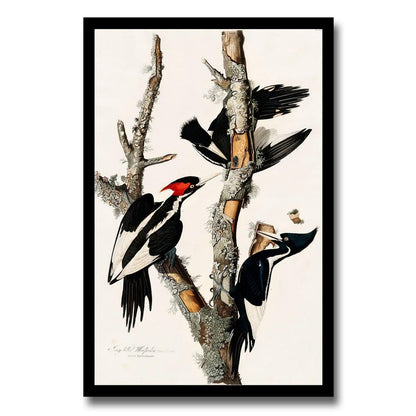 Ivory-billed Woodpecker by John J. Audubon