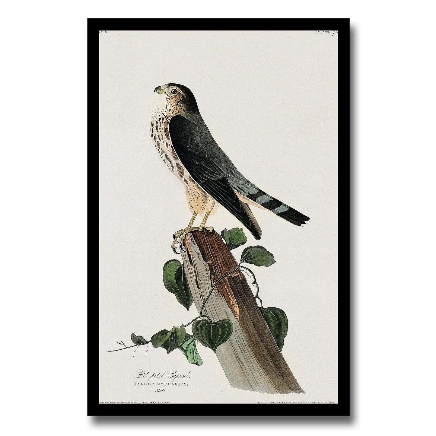 Le Petit Caporal by John J. Audubon - Available in 3 styles: Gallery Wrap, Color Border, & Blurred Mirror