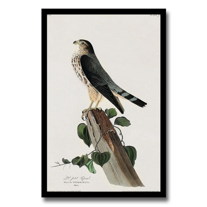Le Petit Caporal by John J. Audubon - Available in 3 styles: Gallery Wrap, Color Border, & Blurred Mirror