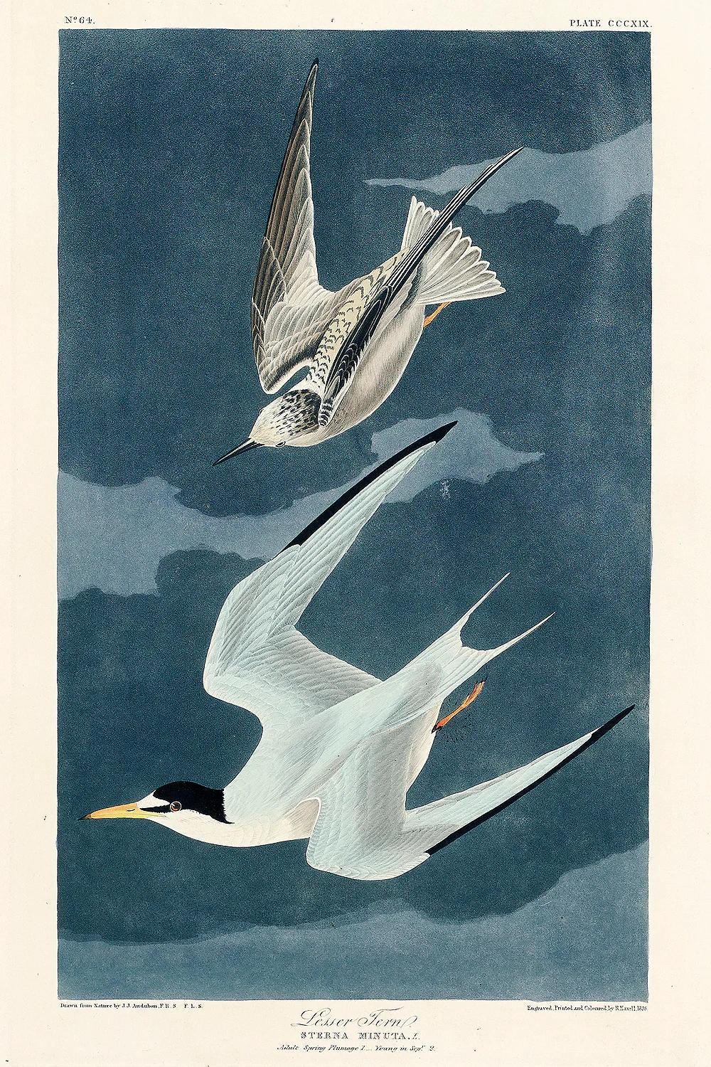 Lesser Tern by John J. Audubon