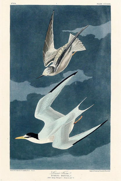 Lesser Tern by John J. Audubon