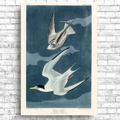 Lesser Tern by John J. Audubon