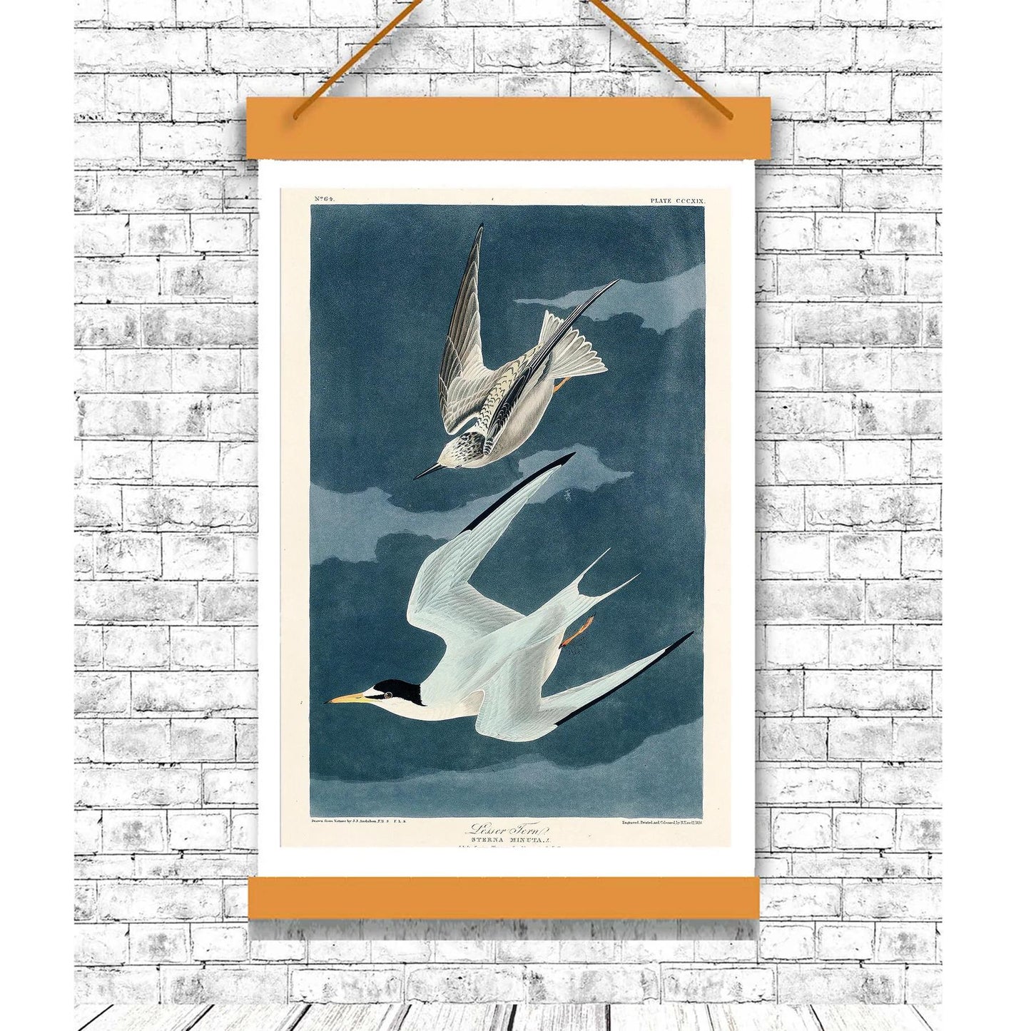 Lesser Tern by John J. Audubon