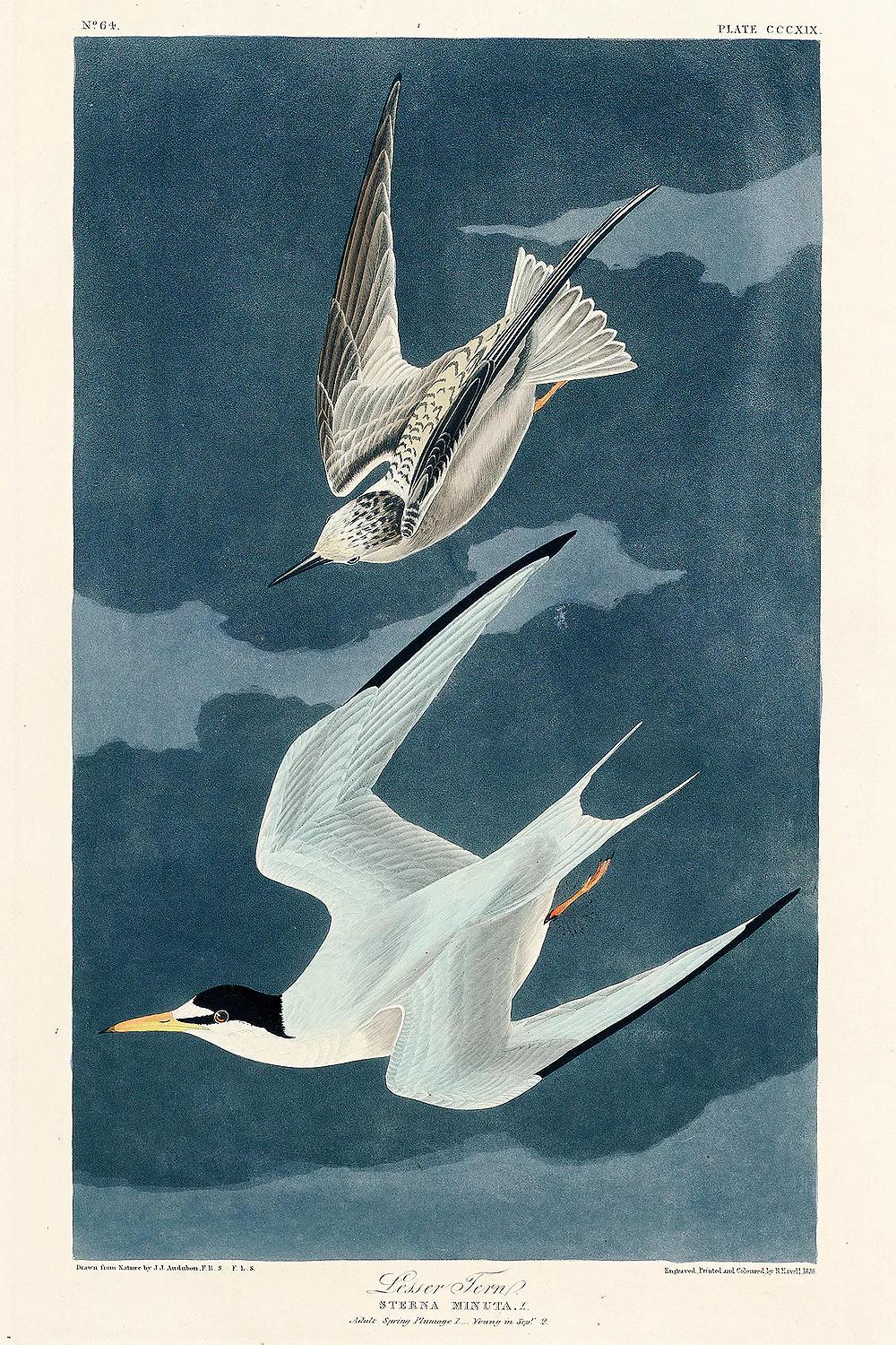 Lesser Tern by John J. Audubon