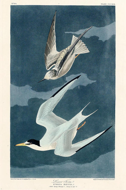 Lesser Tern by John J. Audubon