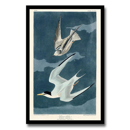 Lesser Tern by John J. Audubon