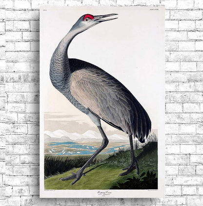 Hooping Crane with Head Up by John J. Audubon