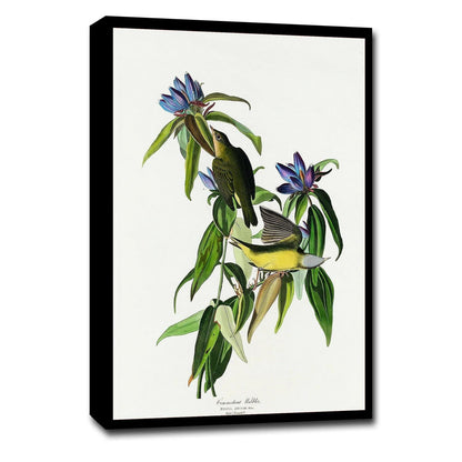 Connecticut Warbler by John J. Audubon