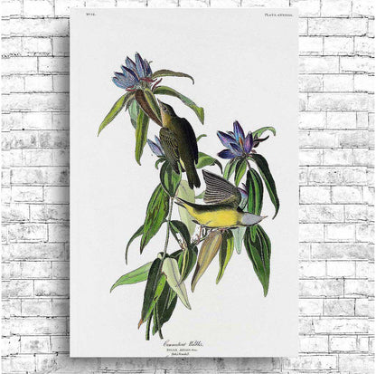Connecticut Warbler by John J. Audubon