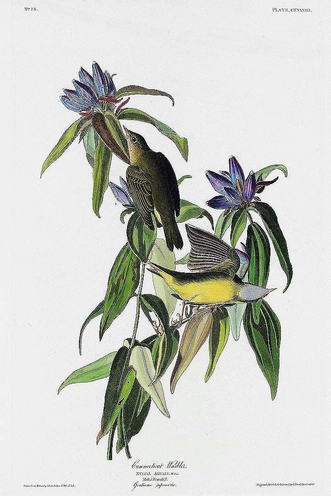 Connecticut Warbler by John J. Audubon