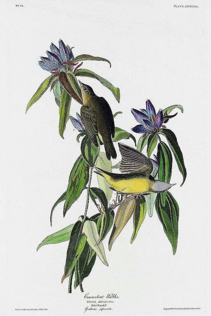 Connecticut Warbler by John J. Audubon